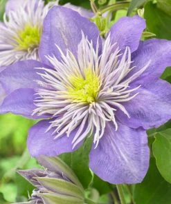 Roots Plants Clematis 'Crystal Fountain' | On A 90cm Cane In A 3L Pot