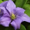 Roots Plants Clematis 'Cezanne' | On A 90cm Cane In A 3L Pot