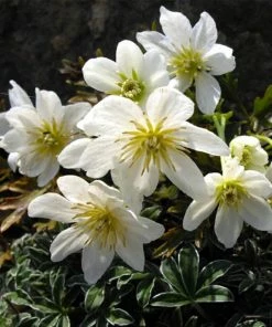 Roots Plants Clematis 'Cartmanii Joe' | On A 90cm Cane In A 3L Pot