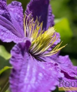 Roots Plants Clematis 'Bijou' | On A 90cm Cane In A 3L Pot