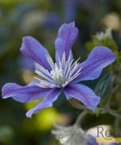Roots Plants Clematis 'Arabella' | On A 90cm Cane In A 3L Pot