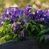 Roots Plants Clematis Alpina 'Cyanea' | On A 90cm Cane In A 3L Pot