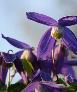 Roots Plants Clematis Alpina 'Cyanea' | On A 90cm Cane In A 3L Pot 9 Roots Plants Clematis Alpina 'Cyanea' | On A 90cm Cane In A 3L Pot