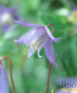 Roots Plants Clematis Alpina 'Bredon Blue'| On A 90cm Cane In A 3L Pot