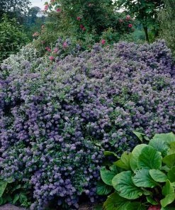 Roots Plants Ceanothus 'Puget Blue | On A 90cm Cane In A 3L Pot