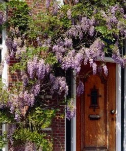 Roots Plants Wisteria 'Lavender Lace' | On A 90cm Cane In A 3L Pot 6 Roots Plants Wisteria 'Lavender Lace' | On A 90cm Cane In A 3L Pot