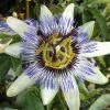 Roots Plants Other Climbing Plants White Passion Flower | Passiflora 'White Lighting'