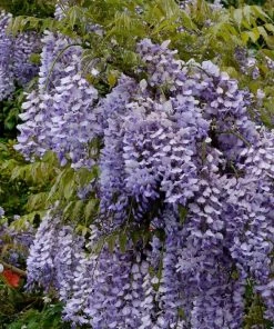 Roots Plants Wisteria Sinensis'Caroline' | On A 90cm Cane In A 3L Pot