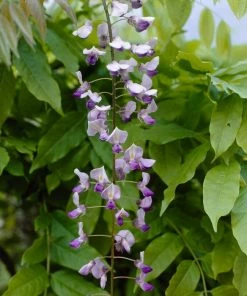 Roots Plants Wisteria Sinensis 'Caroline' | On A 90cm Cane In A 3L Pot