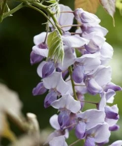 Roots Plants Wisteria Sinensis 'Caroline' | On A 90cm Cane In A 3L Pot