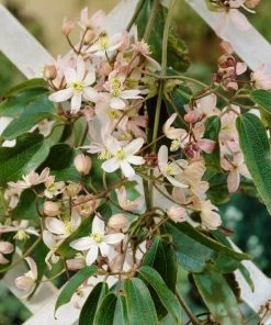 Roots Plants Clematis Armandii 'Appleblossom' | On A 90cm Cane In A 3L Pot