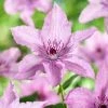 Roots Plants Clematis 'Hagley Hybrid' | On A 90cm Cane In A 3L Pot
