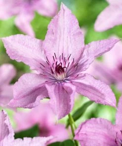 Roots Plants Clematis'Hagley Hybrid' | On A 90cm Cane In A 3L Pot