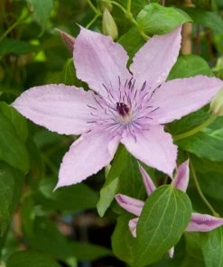 Roots Plants Clematis 'Hagley Hybrid' | On A 90cm Cane In A 3L Pot