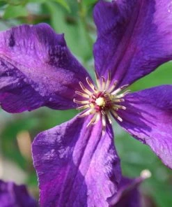 Roots Plants Clematis Viticella 'Polish Spirit' | On A 90cm Cane In A 3L Pot