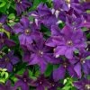 Roots Plants Clematis Viticella 'Polish Spirit' | On A 90cm Cane In A 3L Pot