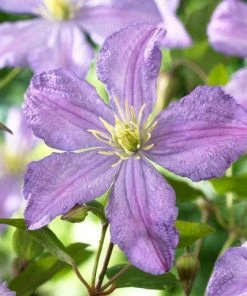 Roots Plants Clematis 'Prince Charles' | On A 90cm Cane In A 3L Pot