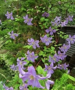 Roots Plants Clematis 'Prince Charles' | On A 90cm Cane In A 3L Pot