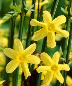 Roots Plants Winter Jasmine | Jasminum Nudiflorum | On A 90cm Cane In A 3L Pot
