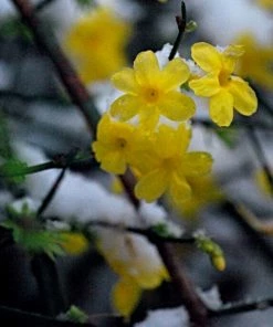 Roots Plants Winter Jasmine | Jasminum Nudiflorum | On A 90cm Cane In A 3L Pot