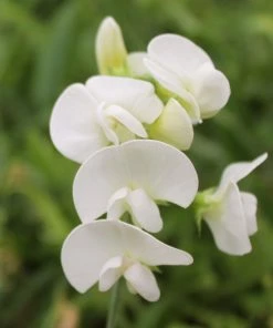 Roots Plants Everlasting Sweet Pea | Lathyrus Latifolius White | On A 90cm Cane In A 3L Pot