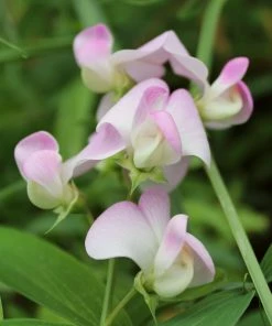Roots Plants Everlasting Sweet Pea -Lathyrus Latifolius Pink | On A 90cm Cane In A 3L Pot Other Climbing Plants 7 Roots Plants Everlasting Sweet Pea -Lathyrus Latifolius Pink | On A 90cm Cane In A 3L Pot Other Climbing Plants