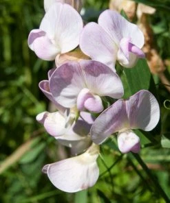 Roots Plants Everlasting Sweet Pea -Lathyrus Latifolius Pink | On A 90cm Cane In A 3L Pot Other Climbing Plants