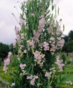 Roots Plants Everlasting Sweet Pea -Lathyrus Latifolius Pink | On A 90cm Cane In A 3L Pot Other Climbing Plants