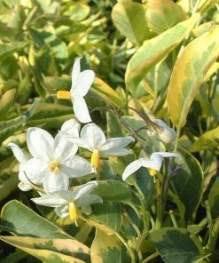 Roots Plants Solanum Jasminoides 'Album Variegatum' | On A 90cm Cane In A 3L Pot 9 Roots Plants Solanum Jasminoides 'Album Variegatum' | On A 90cm Cane In A 3L Pot
