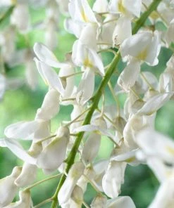 Roots Plants White Wisteria | Sinensis 'alba' | On A 90cm Cane In A 3L Pot