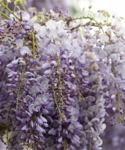 Roots Plants Wisteria Sinensis 'Blue Sapphire' | On A 90cm Cane In A 3L Pot 7 Roots Plants Wisteria Sinensis 'Blue Sapphire' | On A 90cm Cane In A 3L Pot