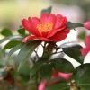 Roots Plants Perennials Red Camellia Japonica Plant 2 Roots Plants Perennials Red Camellia Japonica Plant