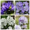 Roots Plants Campanula Collection Perennials