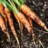 Roots Plants 10 Organic 'Early Nantes' Carrots Plants Root Vegetables 2 Roots Plants 10 Organic 'Early Nantes' Carrots Plants Root Vegetables