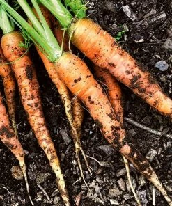 Roots Plants 10 Organic 'Early Nantes' Carrots Plants Root Vegetables