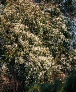 Roots Plants Clematis 'Armandii' | On A 90cm Cane In A 3L Pot