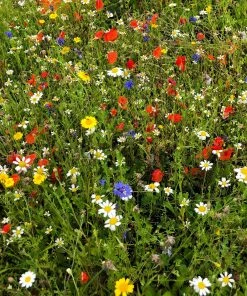 Roots Plants 100 Wildflower Meadow Plug Plants Perennials 15 Roots Plants 100 Wildflower Meadow Plug Plants Perennials