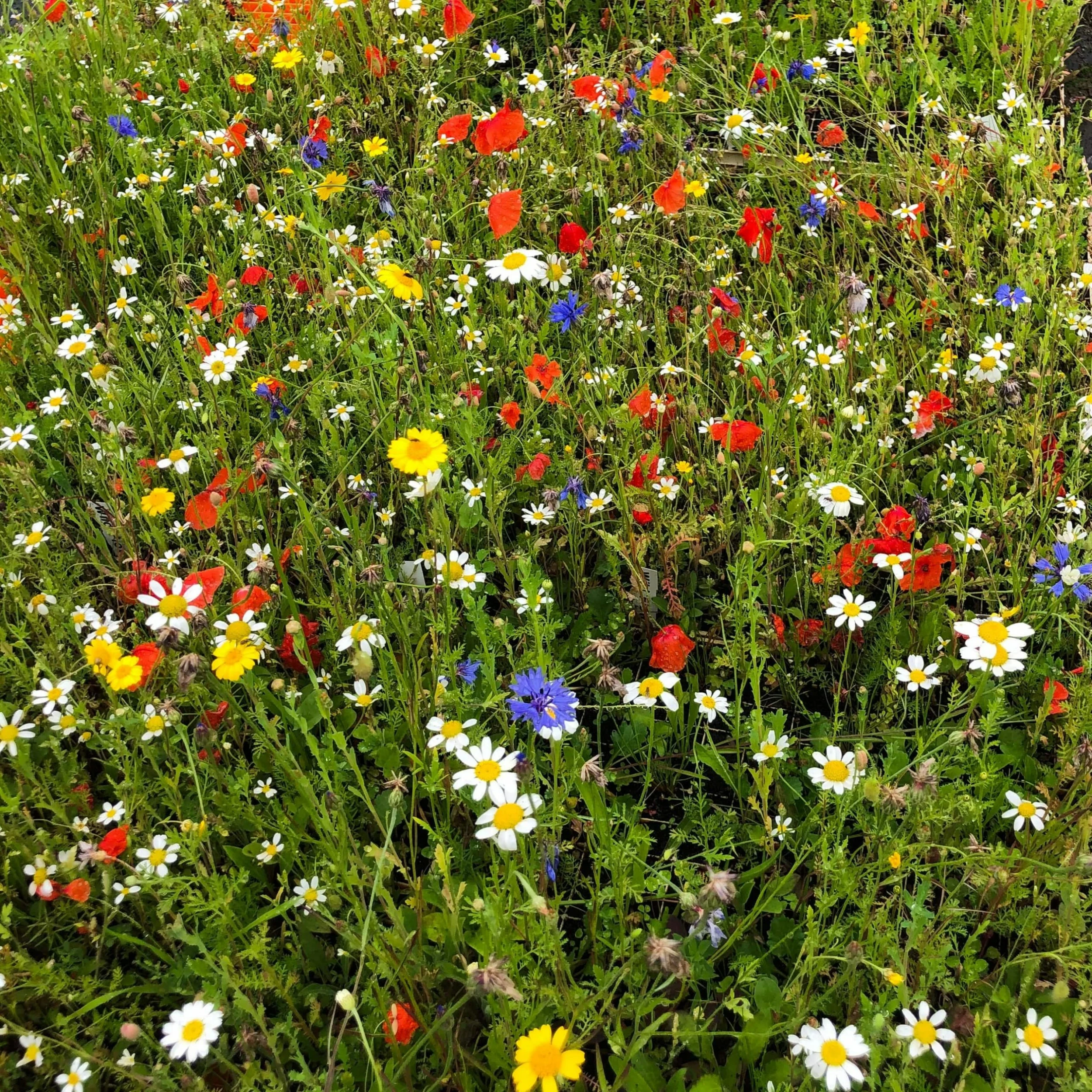 Roots Plants 100 Wildflower Meadow Plug Plants Perennials 5 Roots Plants 100 Wildflower Meadow Plug Plants Perennials