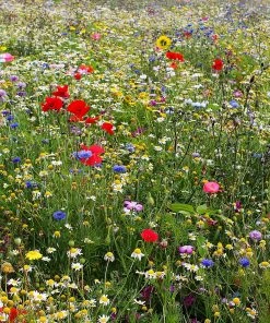 Roots Plants 100 Wildflower Meadow Plug Plants Perennials