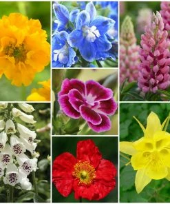 Roots Plants Cottage Garden Plants Collection