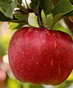 Roots Plants Dabinett Cider Apple Tree
