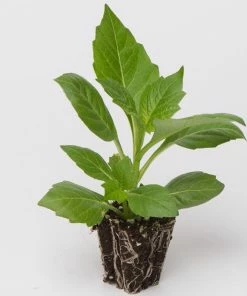 Roots Plants Dahlia Gardenetta 'Fireball' Jumbo Plug Plants Dahlias 9 Roots Plants Dahlia Gardenetta 'Fireball' Jumbo Plug Plants Dahlias