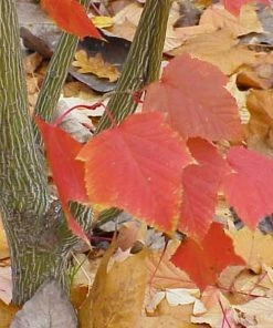 Roots Plants Viper Acer Tree | Acer Davidii | Snake Bark Maple 11 Roots Plants Viper Acer Tree | Acer Davidii | Snake Bark Maple