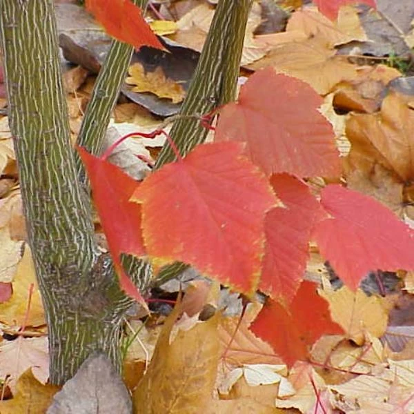 Roots Plants Viper Acer Tree | Acer Davidii | Snake Bark Maple 6 Roots Plants Viper Acer Tree | Acer Davidii | Snake Bark Maple