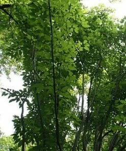 Roots Plants Viper Acer Tree | Acer Davidii | Snake Bark Maple 12 Roots Plants Viper Acer Tree | Acer Davidii | Snake Bark Maple