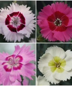 Roots Plants Perennials Dianthus Cocktail Collection | 4 X 2L Pot