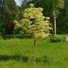 Roots Plants Variegated Norway Maple Tree | Acer Platanoides 'Drummondii' Trees & Shrubs 2 Roots Plants Variegated Norway Maple Tree | Acer Platanoides 'Drummondii' Trees & Shrubs