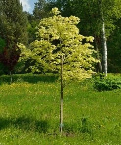 Roots Plants Variegated Norway Maple Tree | Acer Platanoides 'Drummondii' Trees & Shrubs