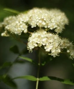 Roots Plants Trees & Shrubs Scarlet Japanese Rowan Tree | Sorbus Commixta 'Embley'