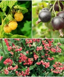 Roots Plants Unusual Berry Collection | 3x 3L Pots Fruits